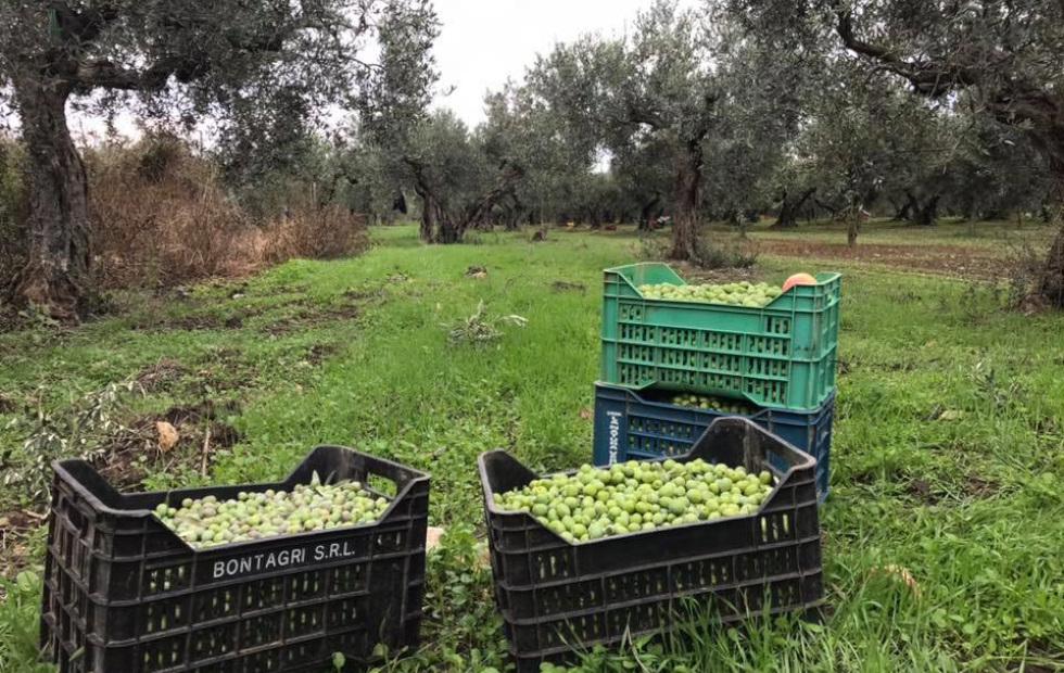 Fasi di Produzione dell'Olio Extra Vergine Fasi di Produzione dell'Olio Extra Vergine
